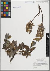 Foto von Salix hastata L.